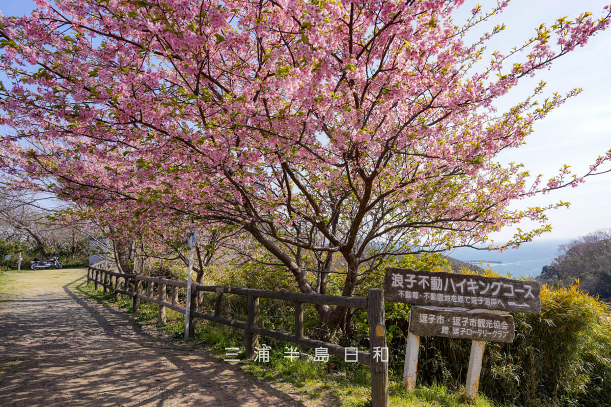 披露山公園・浪子不動ハイキングコース入口の河津桜（撮影日：2022.03.11）