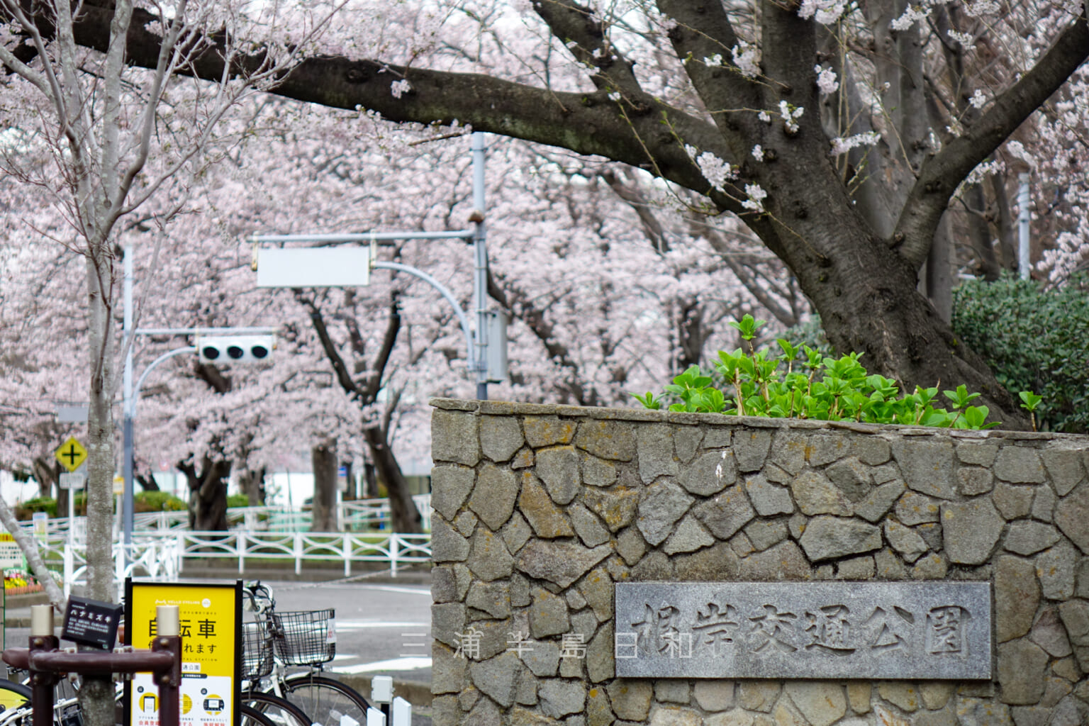 2023北久里浜桜まつり | 横須賀最大規模のフリーマーケットや模擬店が出店されるイベント