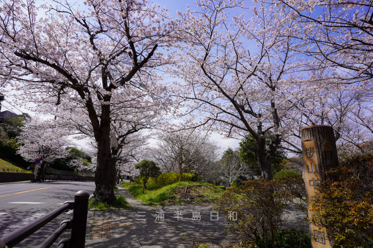 桜山中央公園（撮影日：2022.03.28）