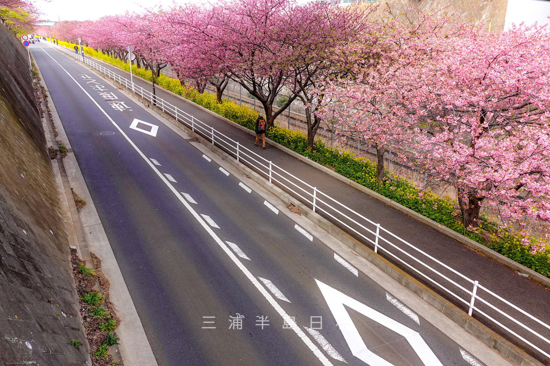 三浦海岸河津桜並木・三浦海岸駅寄りの高架橋に登る階段から望む（撮影日：2022.03.04）