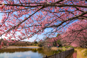 小松ヶ池公園・桜のトンネル（撮影日：2022.03.04）