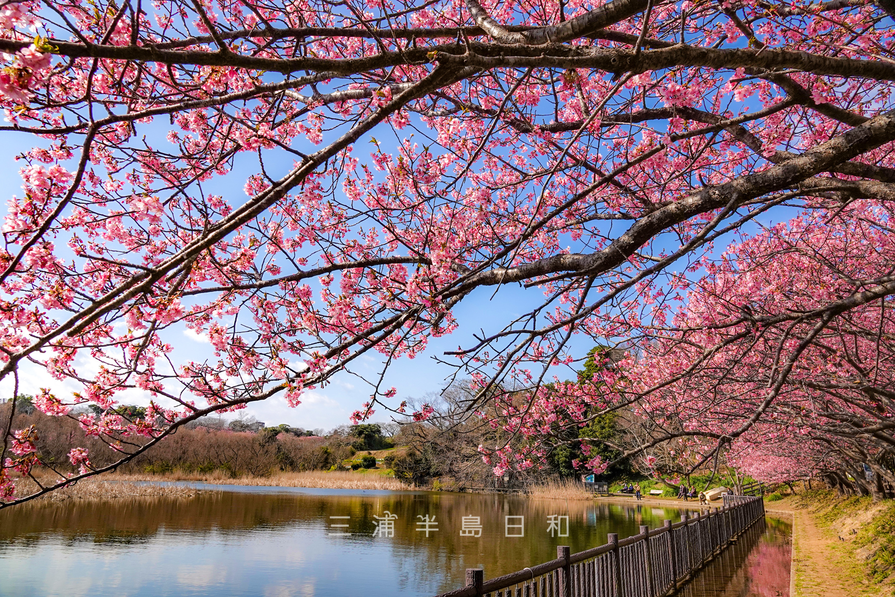 小松ヶ池公園・桜のトンネル（撮影日：2022.03.04）