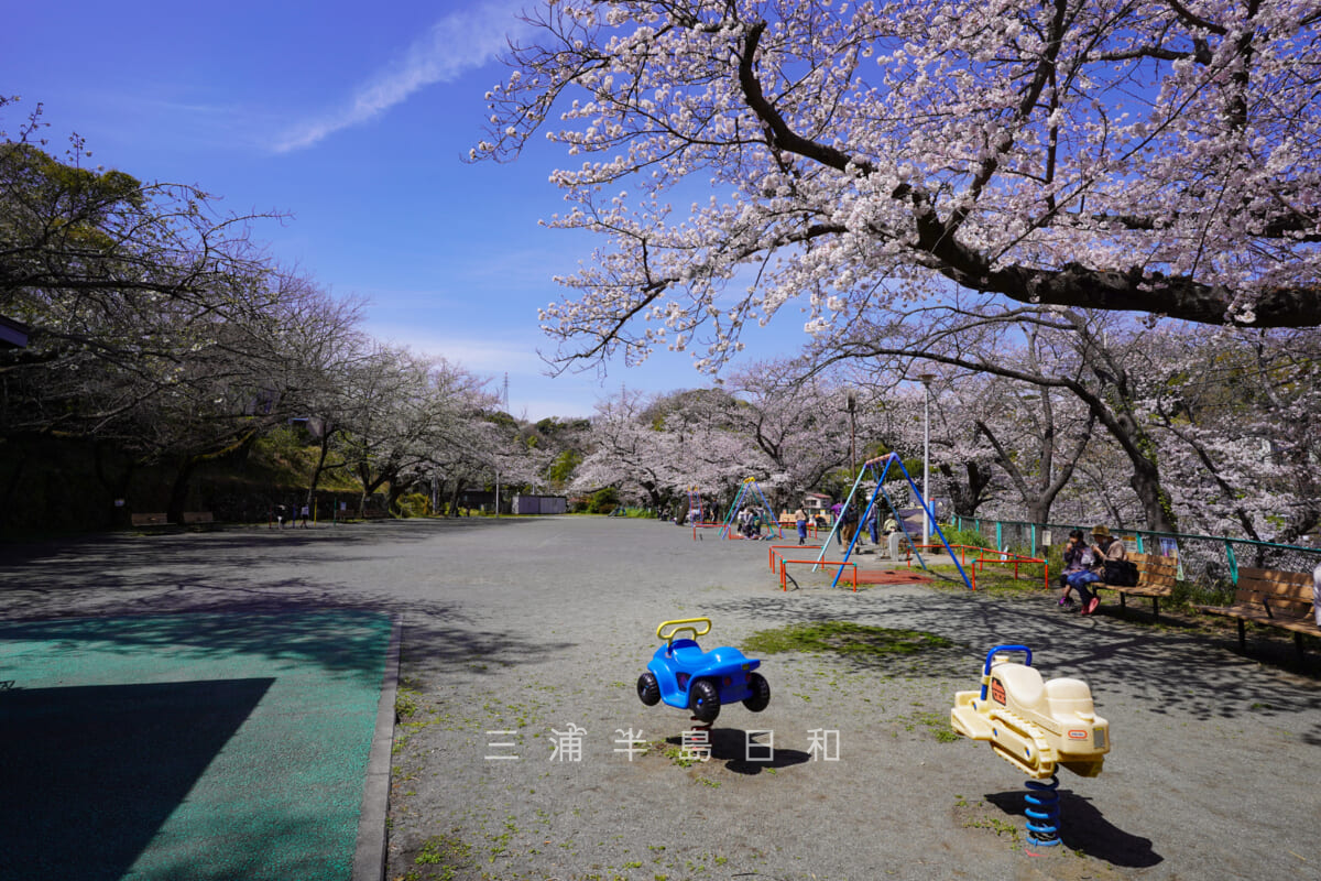 船越南郷公園・桜の木沿いに子ども向けの遊具が並ぶ（撮影日：2022.03.28）
