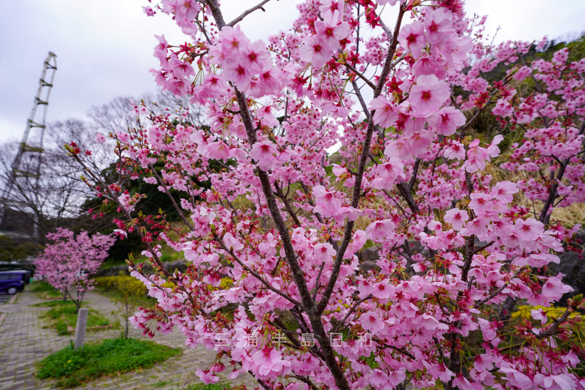 くりはま花の国・第二駐車場の陽光桜（撮影日：2022.03.27）