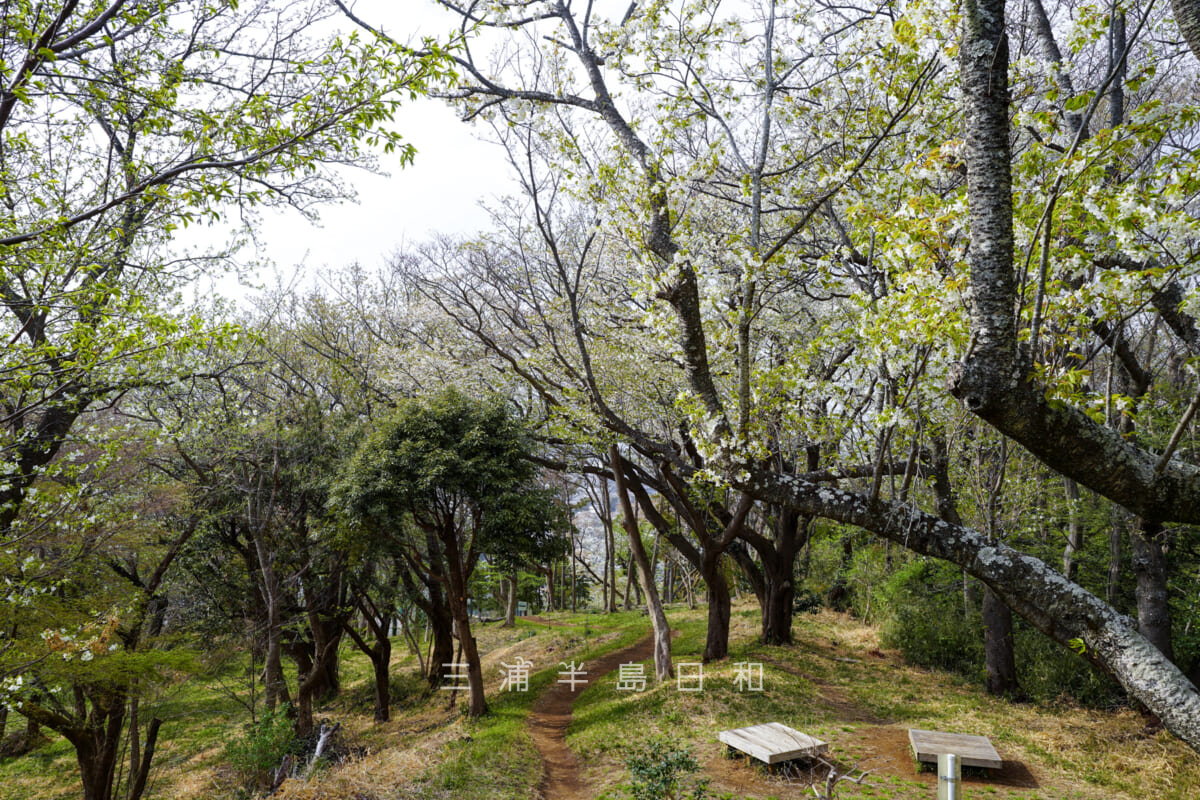 六国見山森林公園・桜の季節の展望広場（撮影日：2022.03.31）