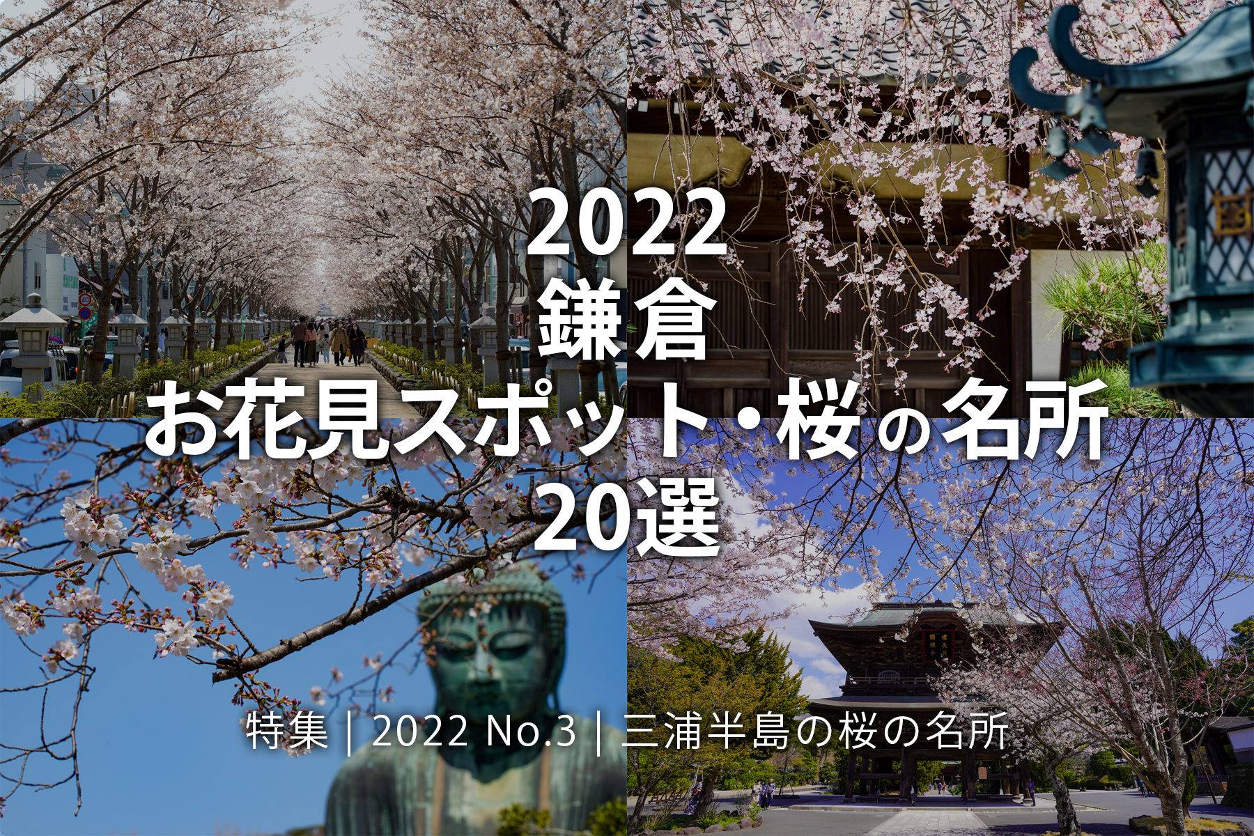 【2022 No.3】特集 | 鎌倉 三浦半島お花見スポット・桜の名所20選