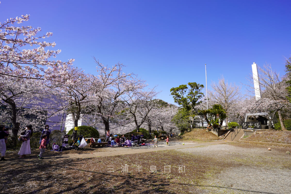 花の木公園・慰霊塔前の広場の桜-1（撮影日：2022.04.05）