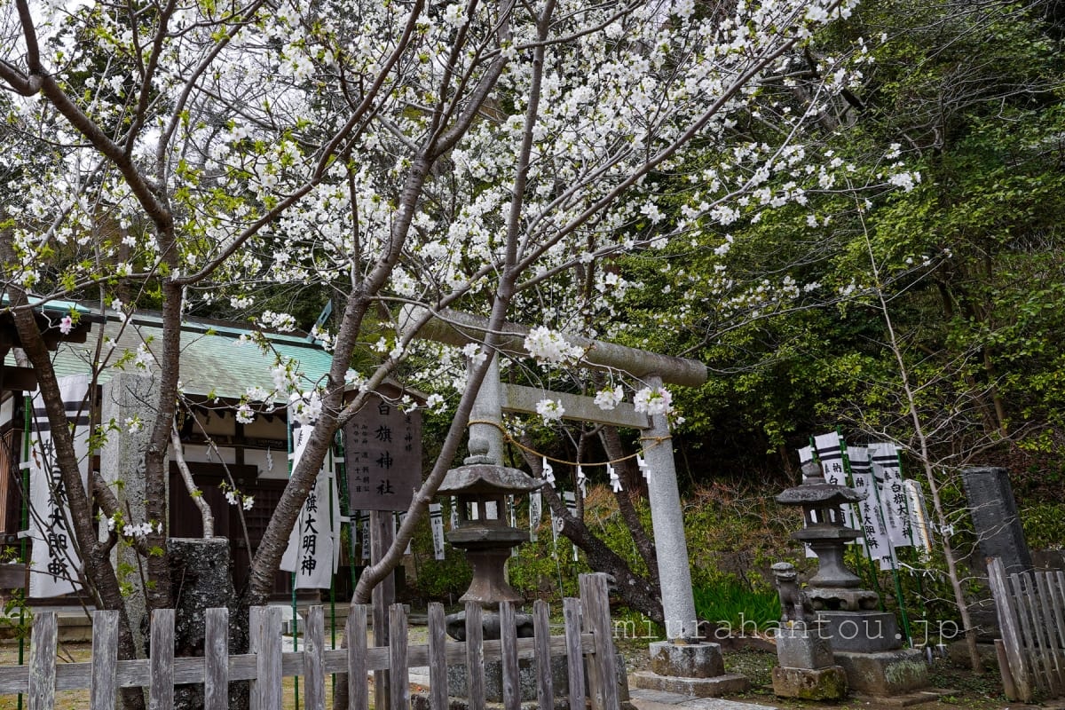 白旗神社の桜-1（撮影日：2022.03.31）
