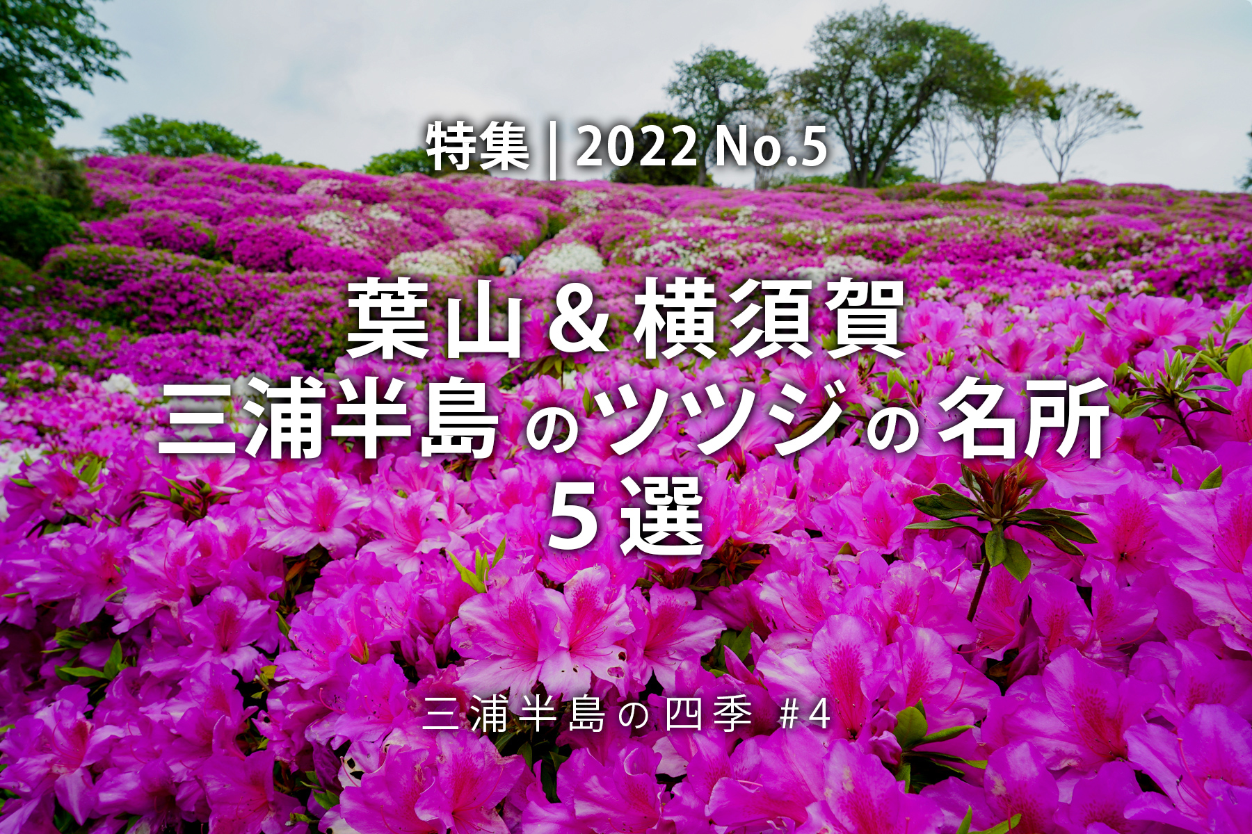 【2022 No.5】特集 | 三浦半島ツツジの名所5選