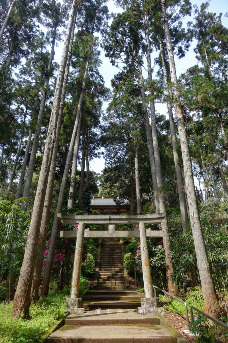 朝比奈熊野神社・鳥居の前から拝殿を見上げる（撮影日：2022.04.13）