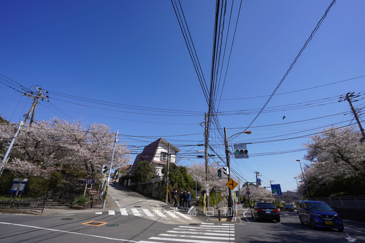 花の木公園前の葉山町役場入口交差点付近の桜（撮影日：2022.04.05）