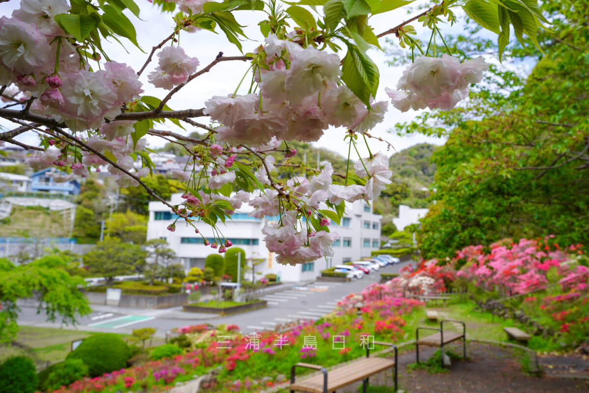 花の木公園・八重桜とツツジの競演（撮影日：2022.04.16）
