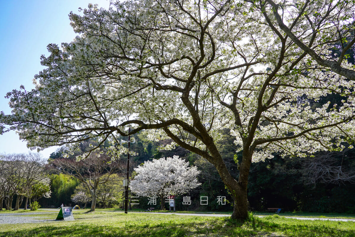 池子の森自然公園・緑地エリア・芝生広場の桜-2（撮影日：2022.04.09）
