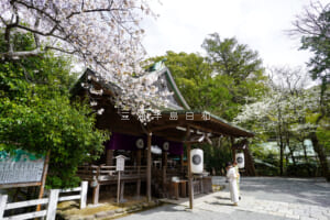 鎌倉宮（大塔宮）・拝殿と桜（撮影日：2022.03.31）