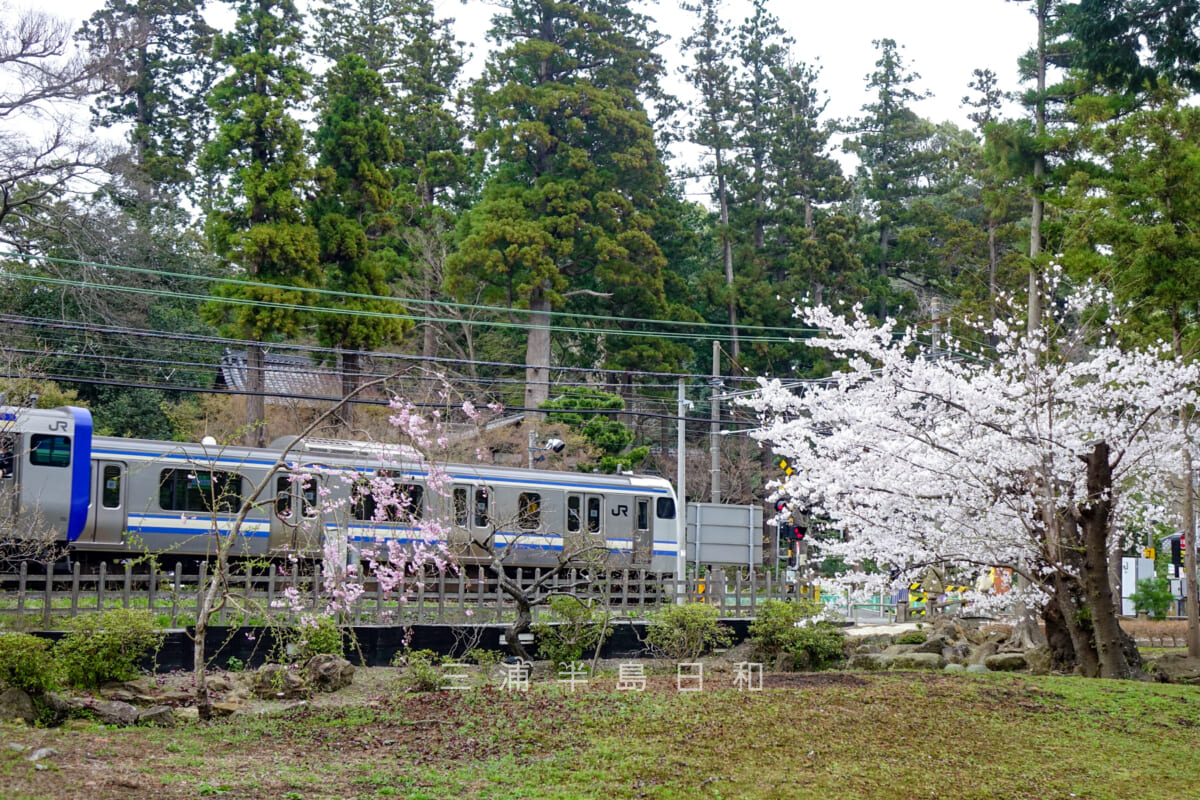 円覚寺・白鷺池のほとりの桜と横須賀線（撮影日：2022.03.31）
