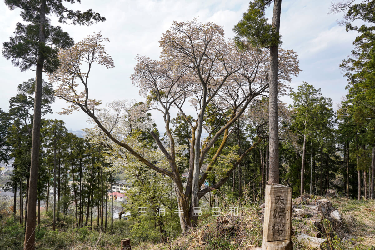 六国見山森林公園・シンボルツリーの「夫婦桜」（撮影日：2022.03.31）