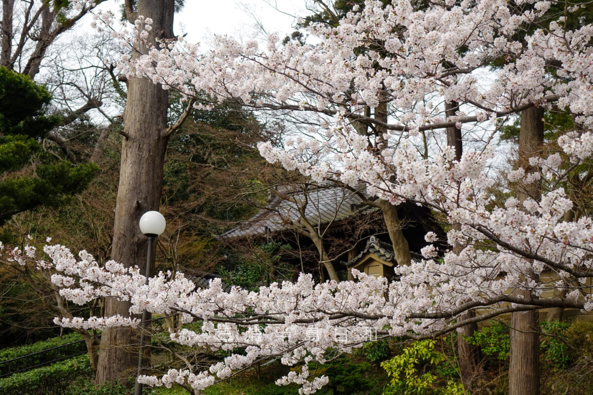 円覚寺・桜と総門（撮影日：2022.03.31）