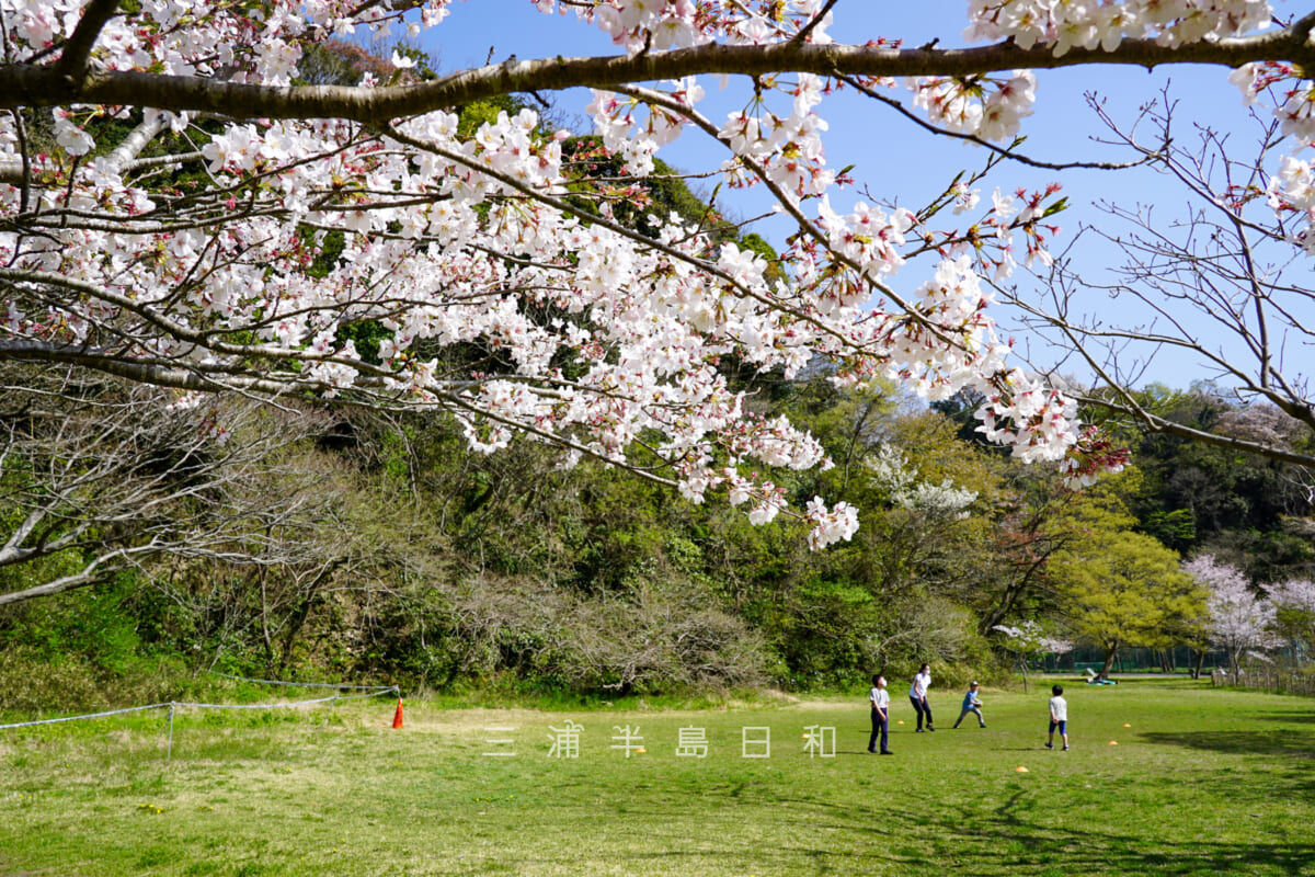 池子の森自然公園・緑地エリア・芝生広場の桜-1（撮影日：2022.04.09）