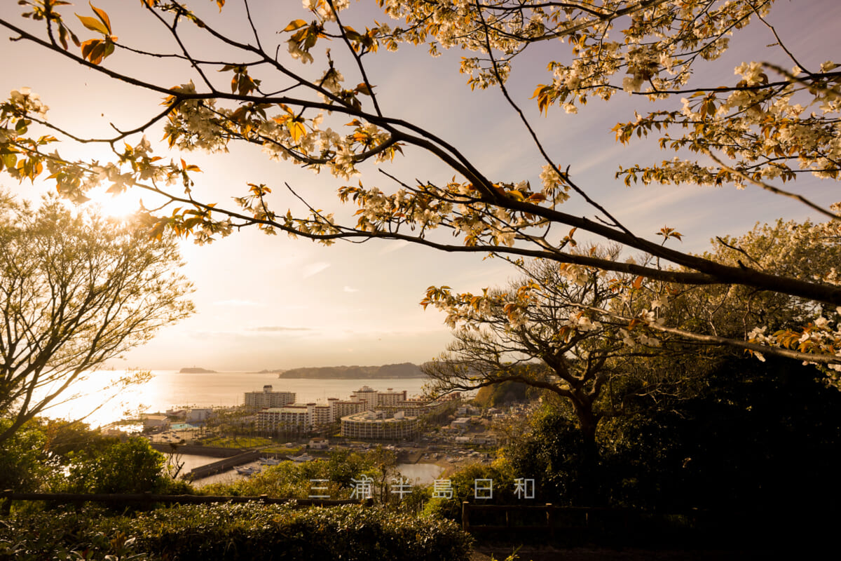 大崎公園・夕暮れに逗子マリーナ方面を望む（撮影日：2022.04.05）