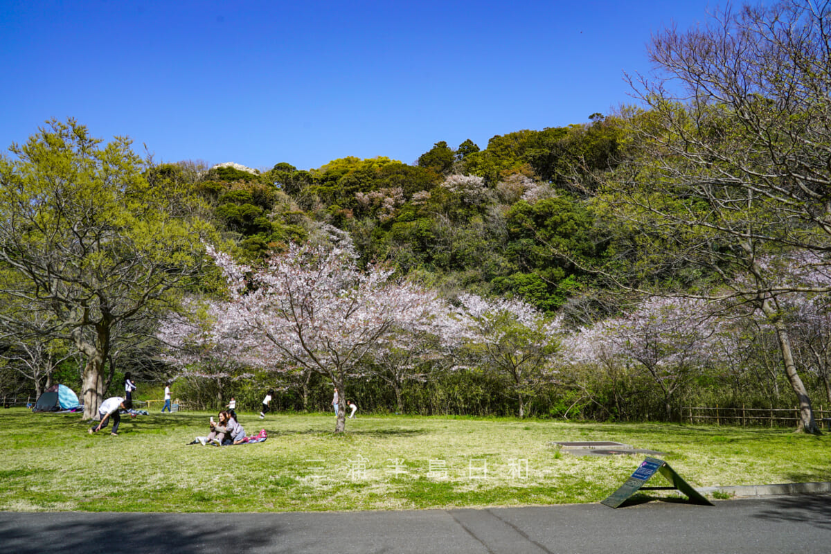 池子の森自然公園・緑地エリア・芝生広場の桜-3（撮影日：2022.04.09）