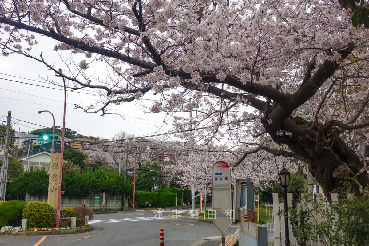 鎌倉山ロータリーの桜（撮影日：2022.03.31）