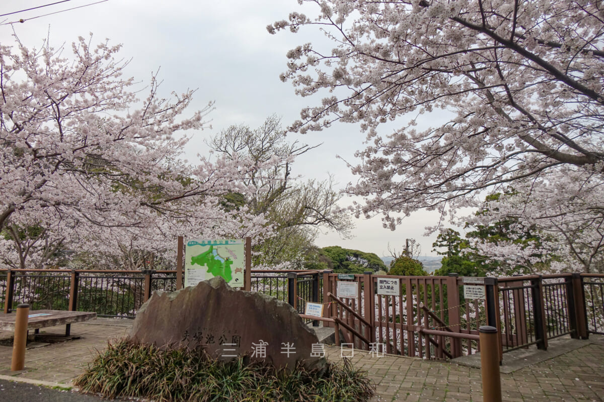 夫婦池公園鎌倉山口の桜（撮影日：2022.03.31）