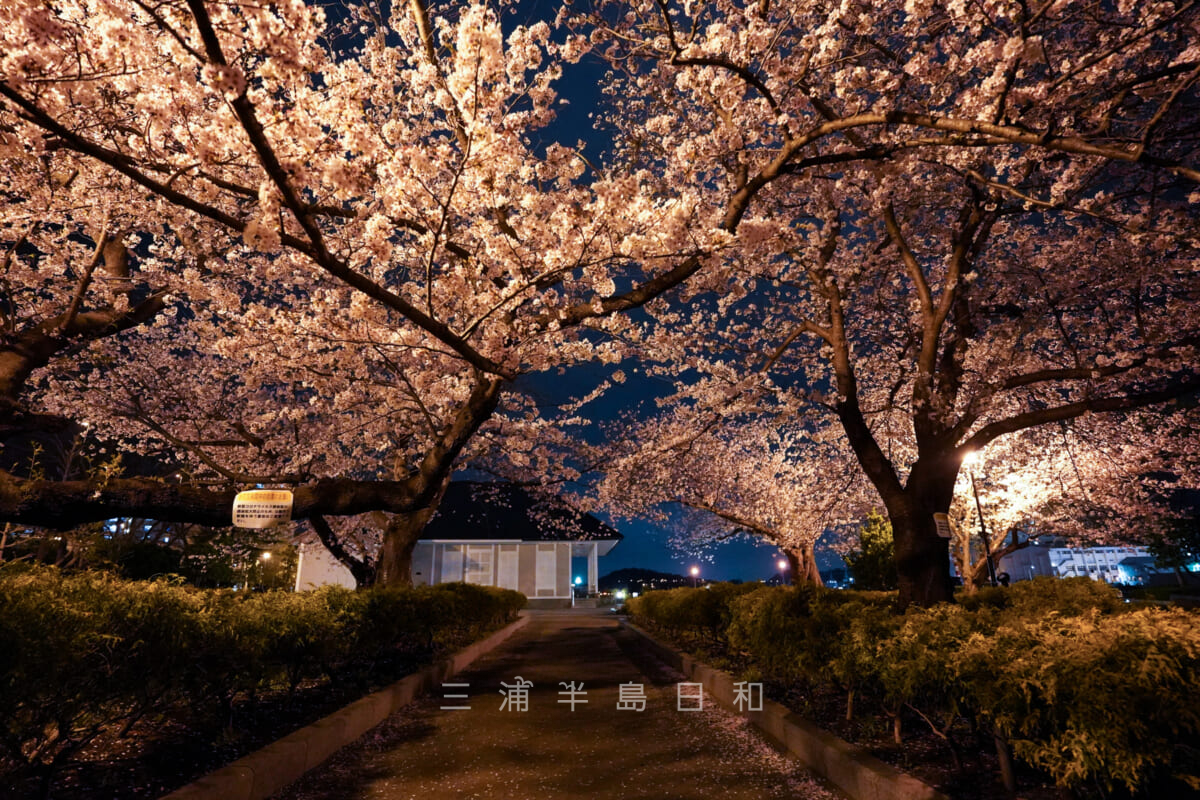 ヴェルニー公園・夜桜とティボディエ邸（撮影日：2022.03.31）