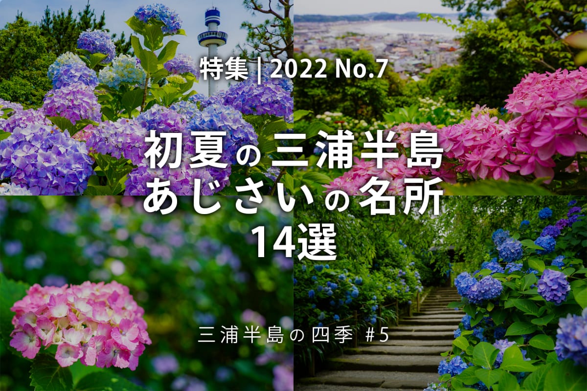 【2022 No.7】特集 | 初夏の三浦半島あじさいの名所13選
