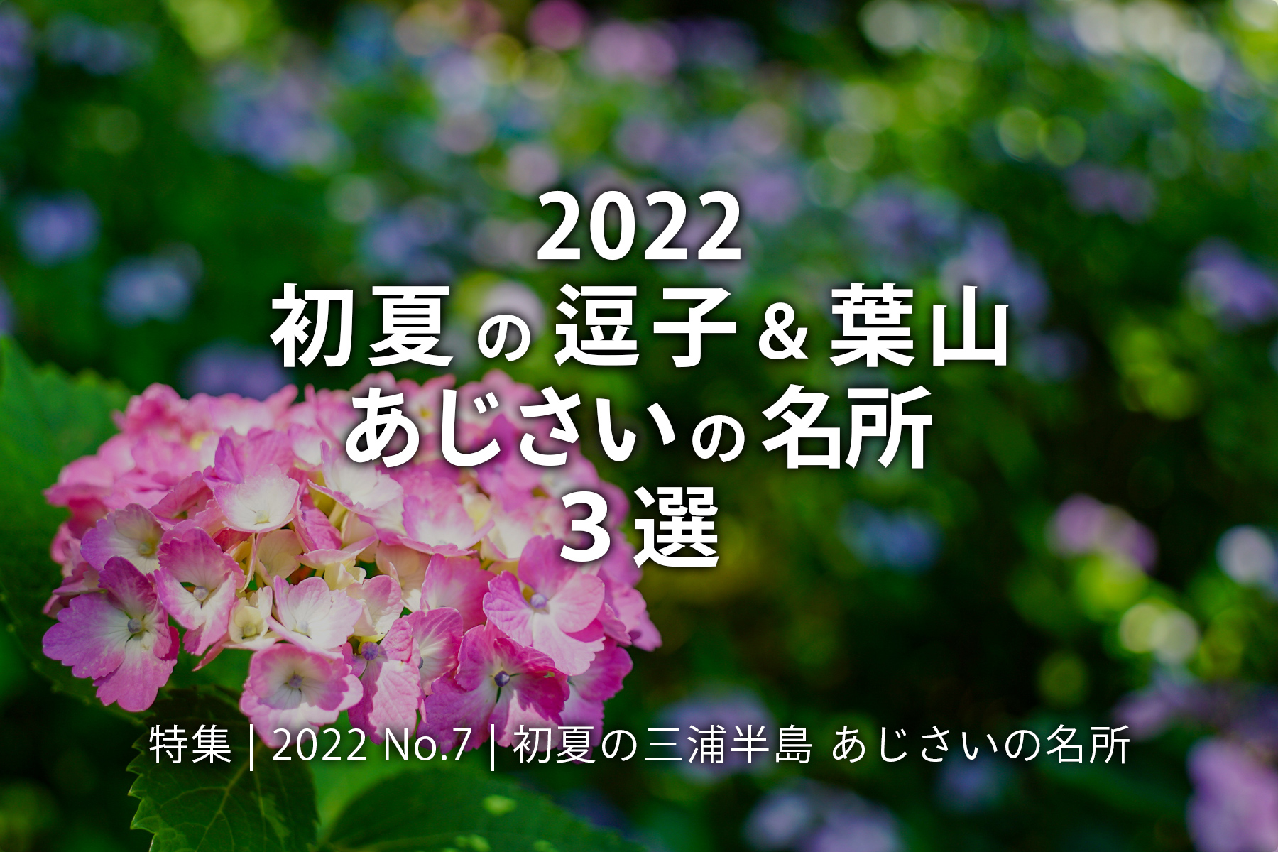 【2022 No.7】特集 | 初夏の逗子＆葉山 あじさいの名所3選