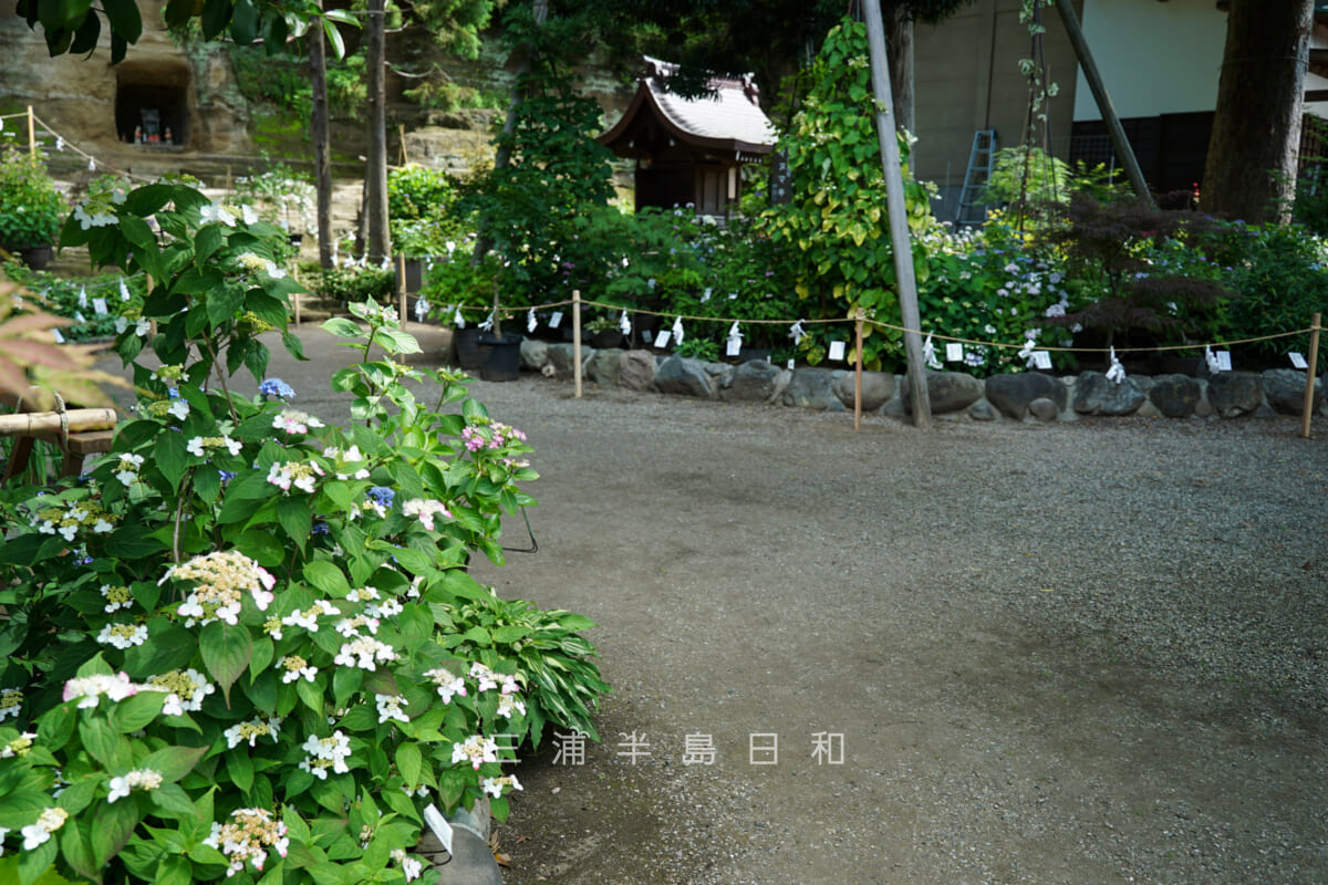瀬戸神社・「あじさいぼんぼり」のある祈りの花神苑-2（撮影日：2022.05.25）