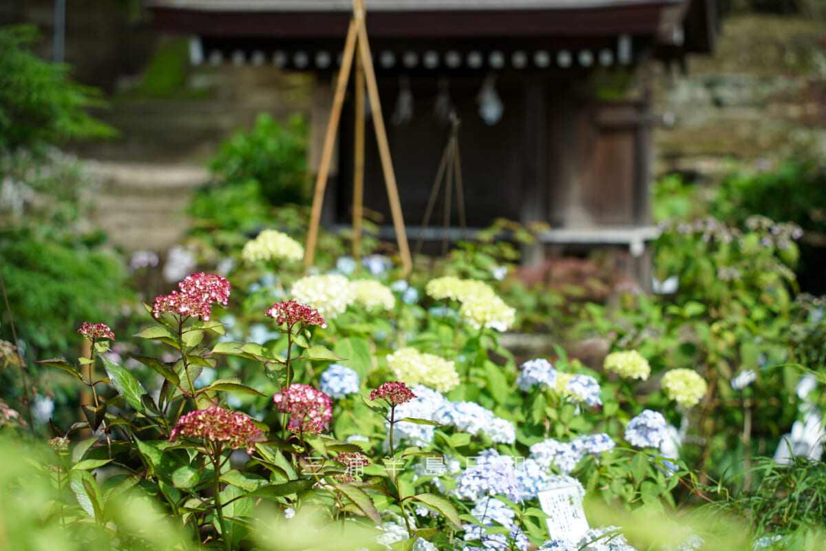 瀬戸神社・「あじさいぼんぼり」のある祈りの花神苑-1（撮影日：2022.05.25）