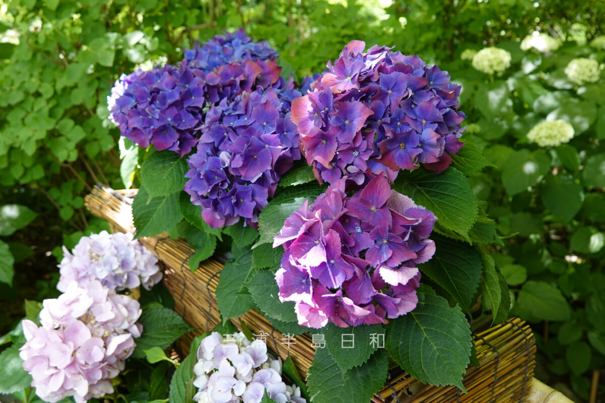 一条恵観山荘・庭園を彩る紫陽花（撮影日：2022.06.01）