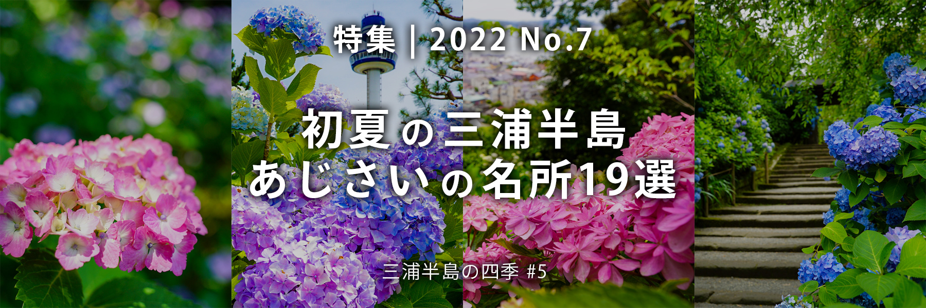 【2022 No.7】特集 | 初夏の三浦半島あじさいの名所18選
