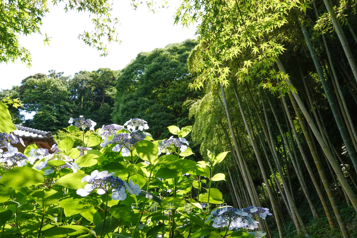 長寿寺・紫陽花と竹林（撮影日：2022.06.10）
