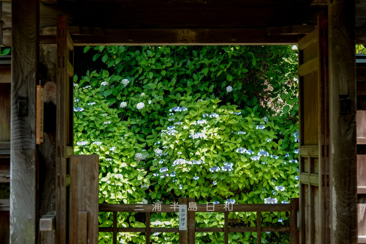 長寿寺・拝観者出口越しに亀ヶ谷坂の紫陽花を望む（撮影日：2022.06.10）