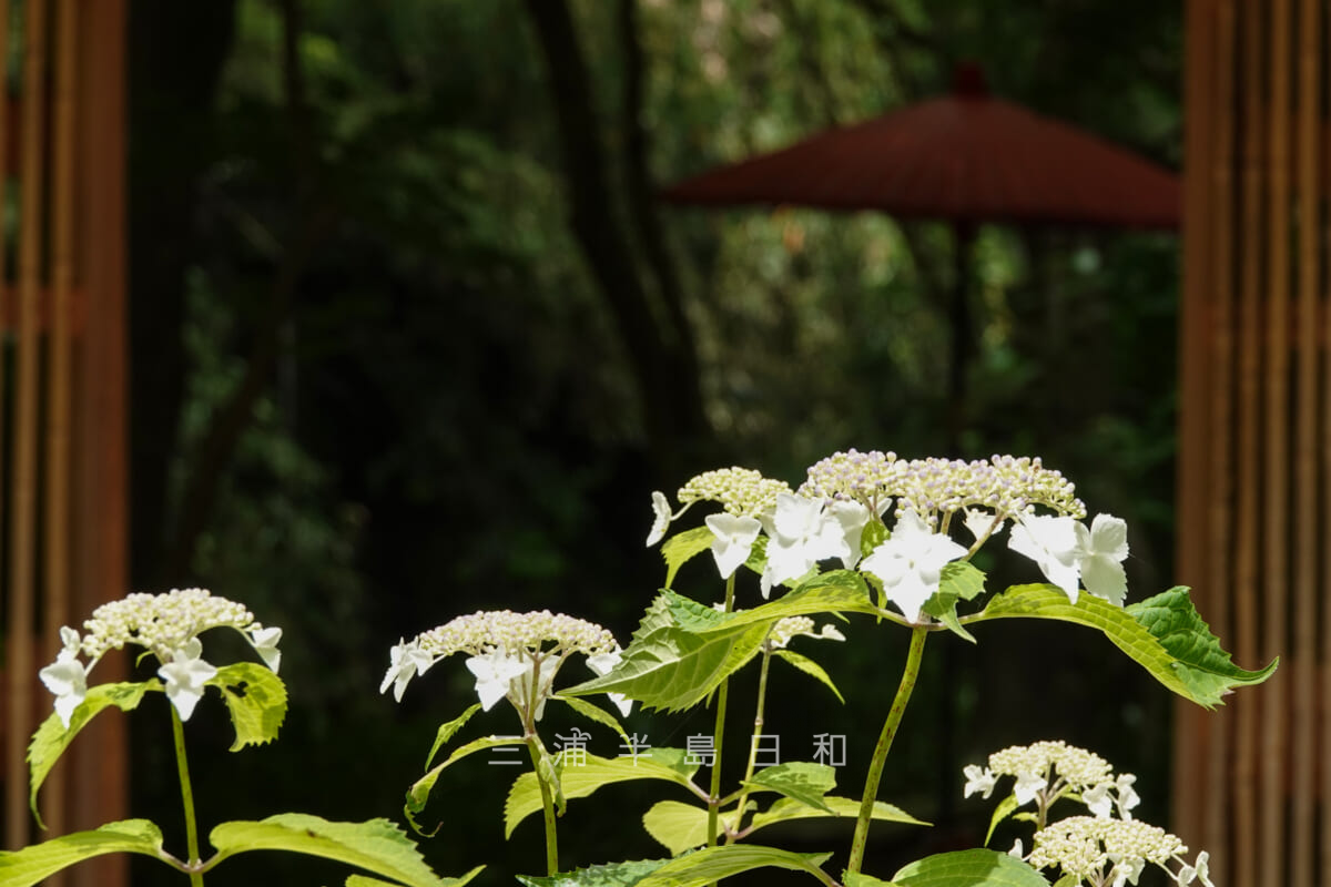 一条恵観山荘・かふぇ楊梅亭の下の紫陽花(撮影日:2022.06.01)