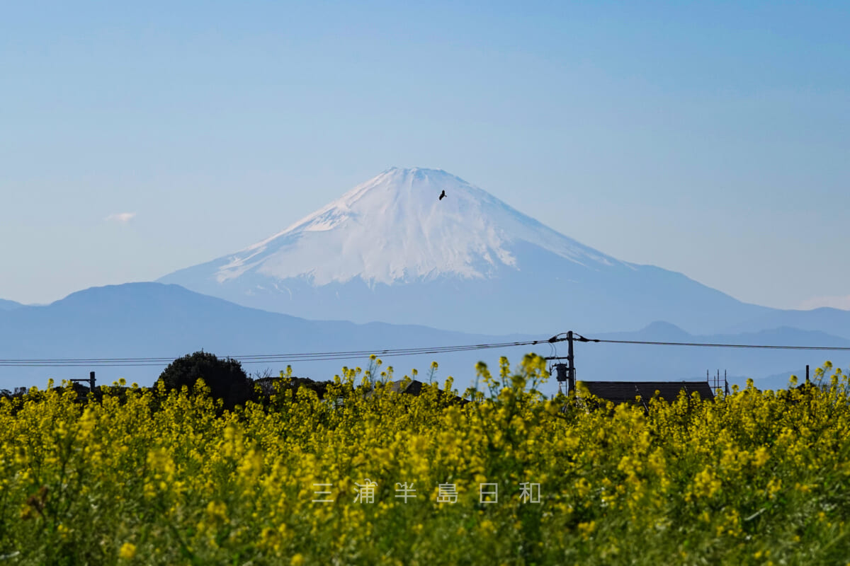 長井海の手公園ソレイユの丘・菜の花畑越しに見る富士山（撮影日：2020.03.20）