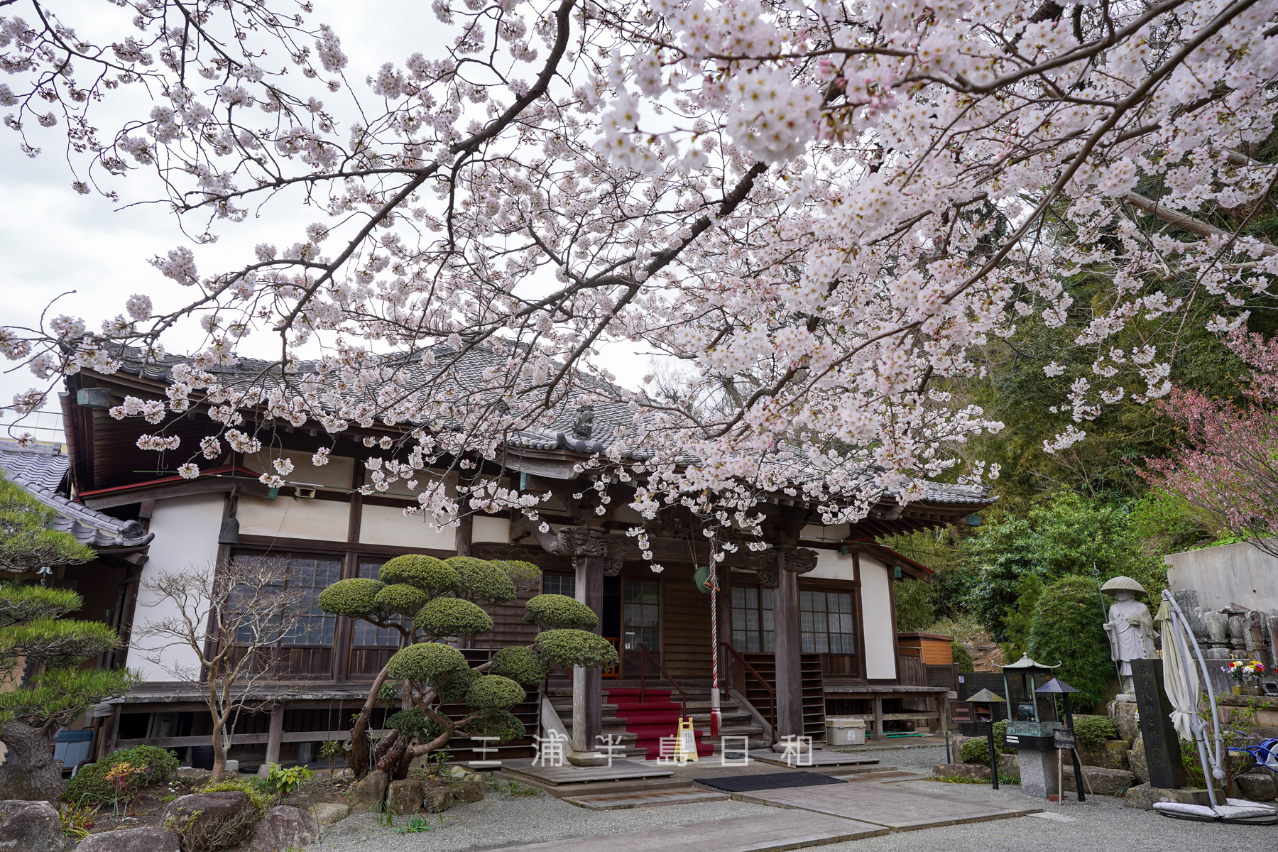 東昌寺・本堂と桜（撮影日：2022.03.28）