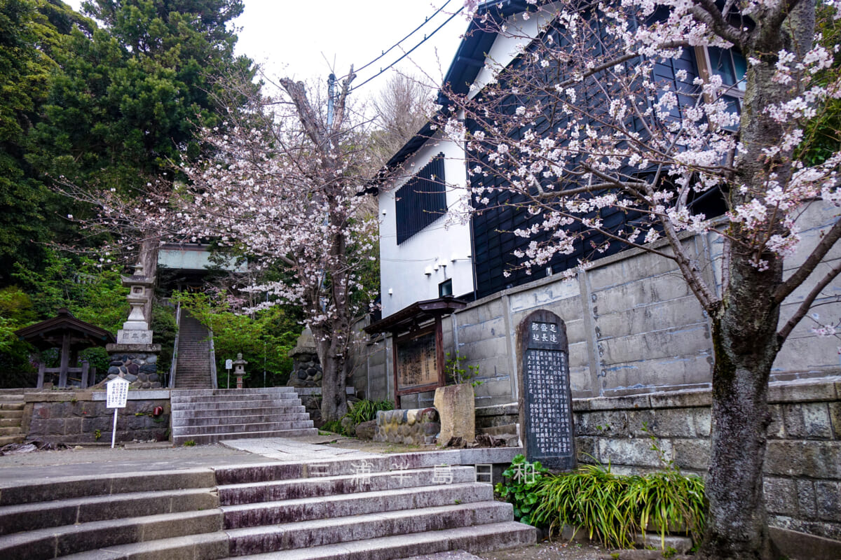 甘縄神明神社・境内の桜-1（撮影日：2022.03.31）
