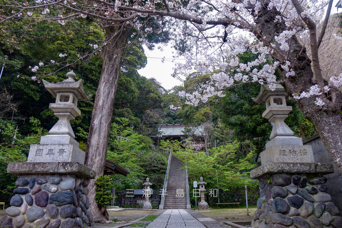 甘縄神明神社・境内の桜-2（撮影日：2022.03.31）