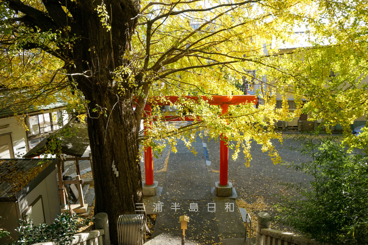 雷神社・鳥居と大銀杏を裏側から望む（撮影日：2021.11.25）