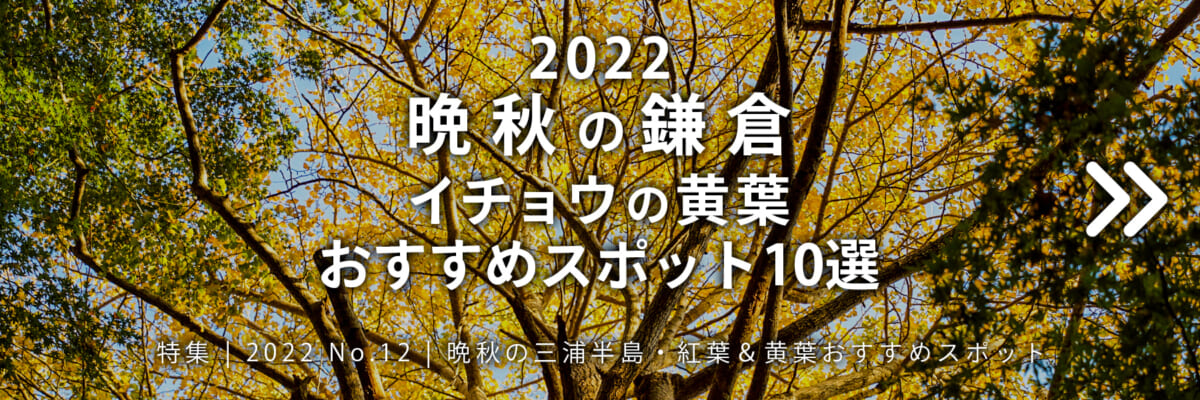 【2022 No.12】特集 | 晩秋の鎌倉・イチョウの黄葉おすすめスポット10選