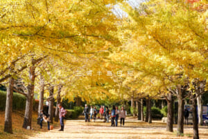 南郷上ノ山公園・晩秋のイチョウ並木（撮影日：2022.11.11）