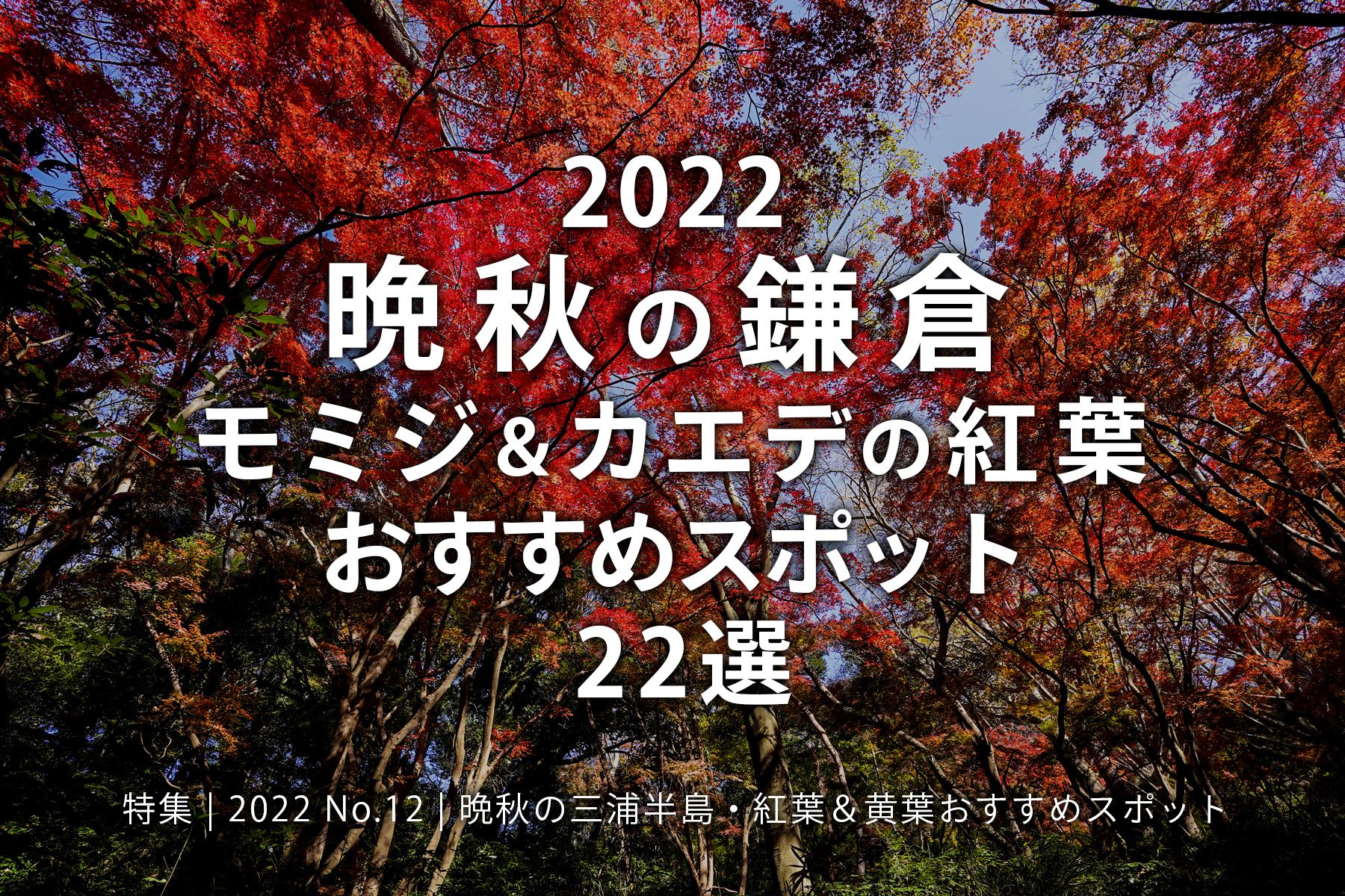 【2022 No.12】特集 | 晩秋の鎌倉・モミジ＆カエデの紅葉おすすめスポット20選