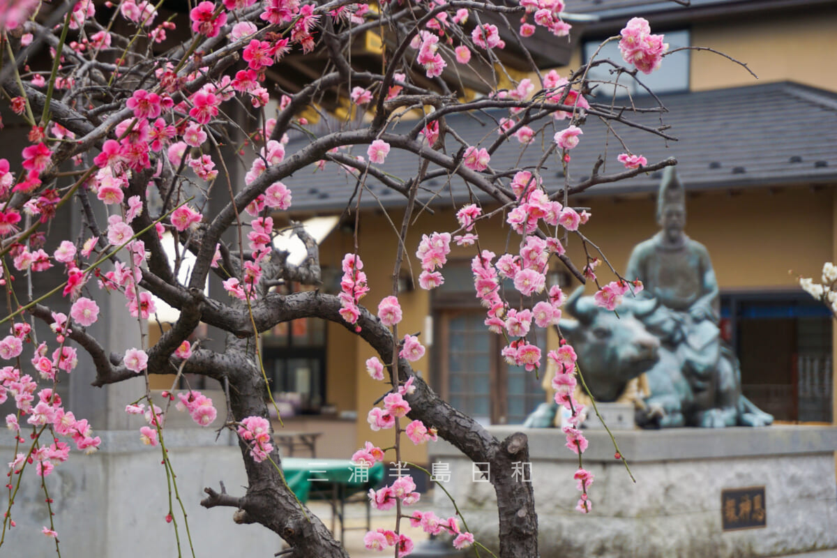 久里浜天神社・境内の紅梅（撮影日：2022.03.01）