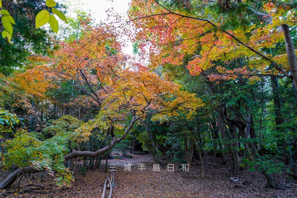 寿福寺・山門の横の紅葉（撮影日：2022.12.07）