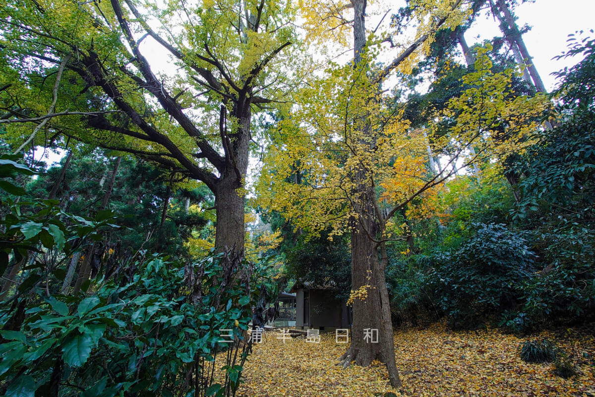 朝比奈熊野神社・横浜市の名木古木に指定されているイチョウ-2（撮影日：2022.12.02）