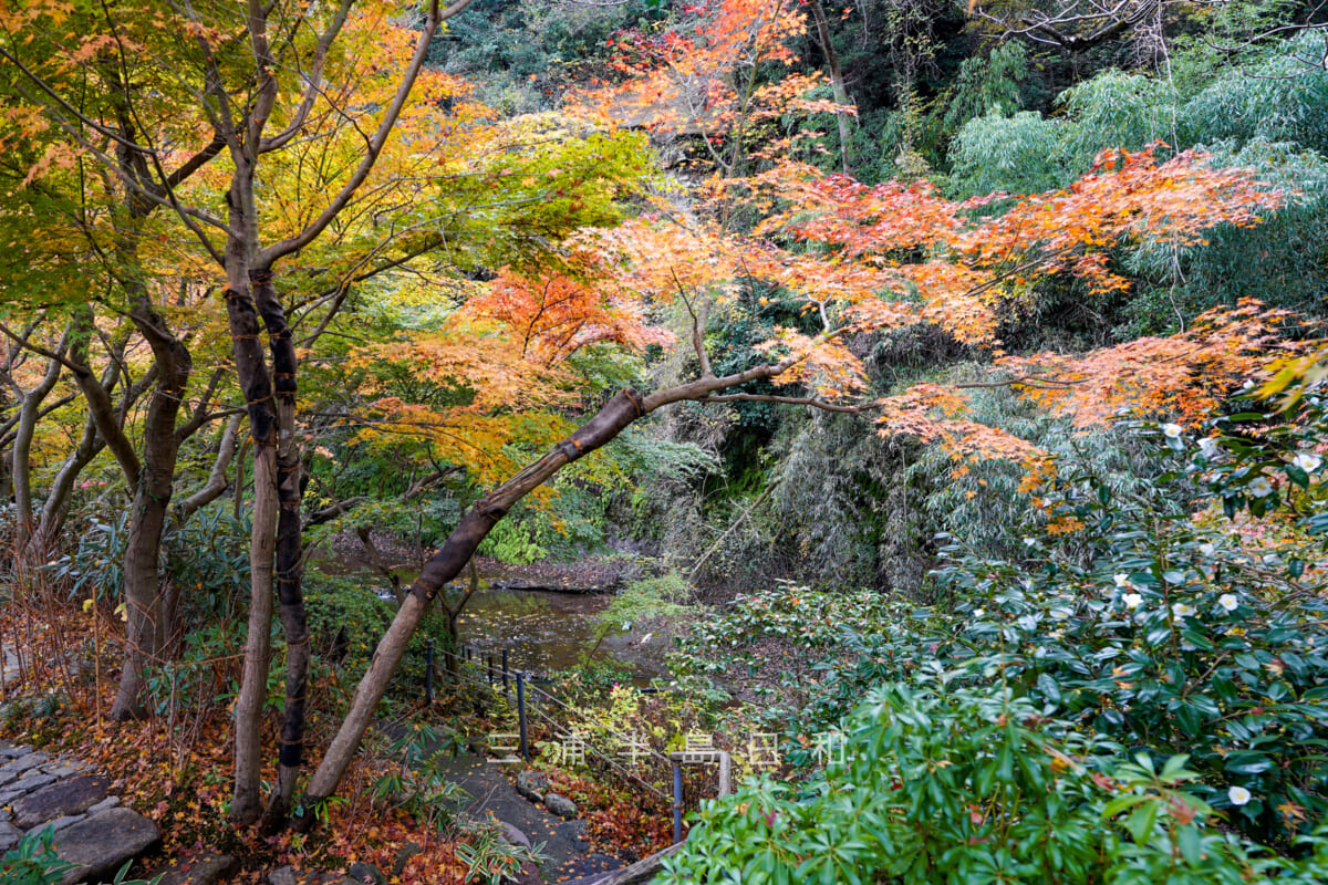 一条恵観山荘・滑川沿いの紅葉の小径（撮影日：2022.11.30）