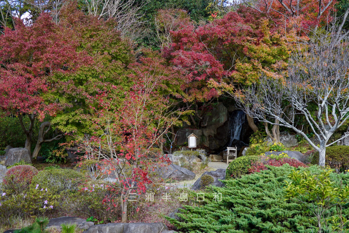 葉山しおさい公園・日本庭園の紅葉-2（撮影日：2022.12.02）