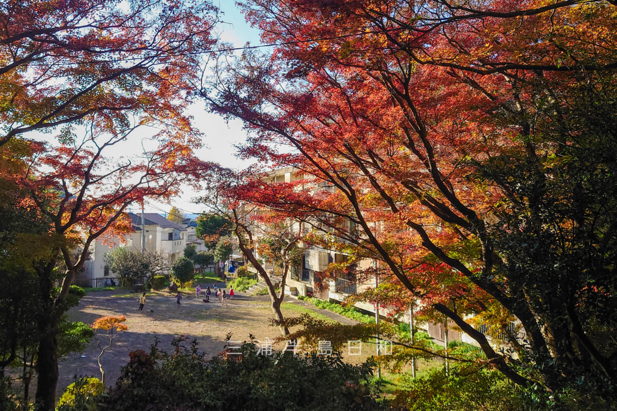 蘆花記念公園・徳富蘆花の文学碑がある広場の紅葉（撮影日：2022.12.09）